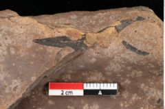Foto (Detailansicht) von Quercus palaeoilex Ettingshausen (NHMW-GEO-2024-0188-0739)